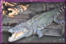 Krokodil